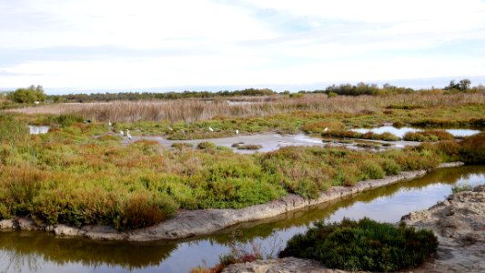 Parc Ornithologique du Pont De Gau