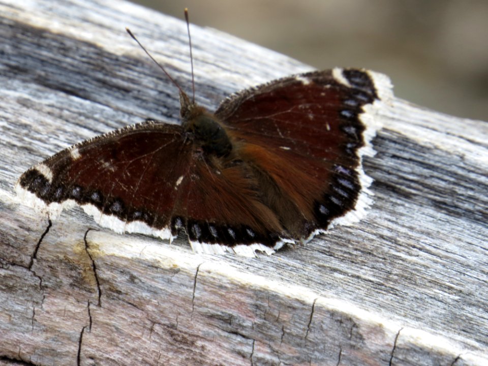 Mourning Cloak Butterfly