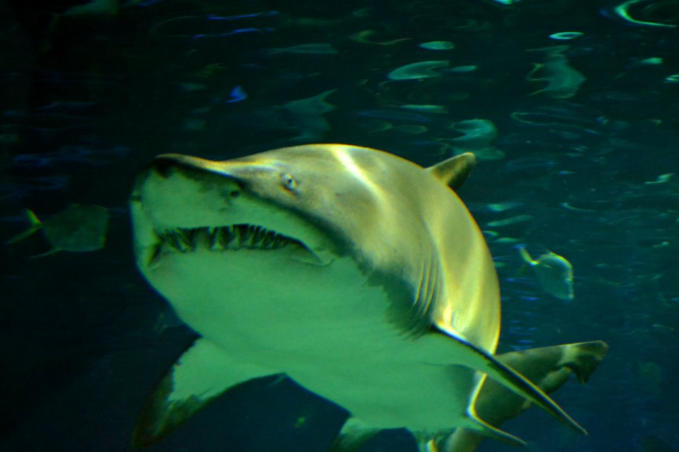 animal: sealife