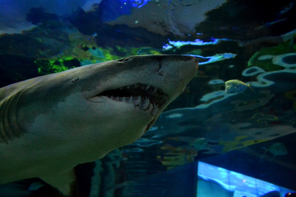 animal: sealife