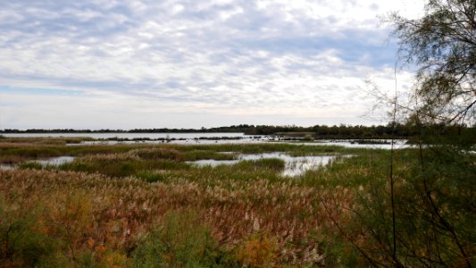 Parc Ornithologique du Pont De Gau