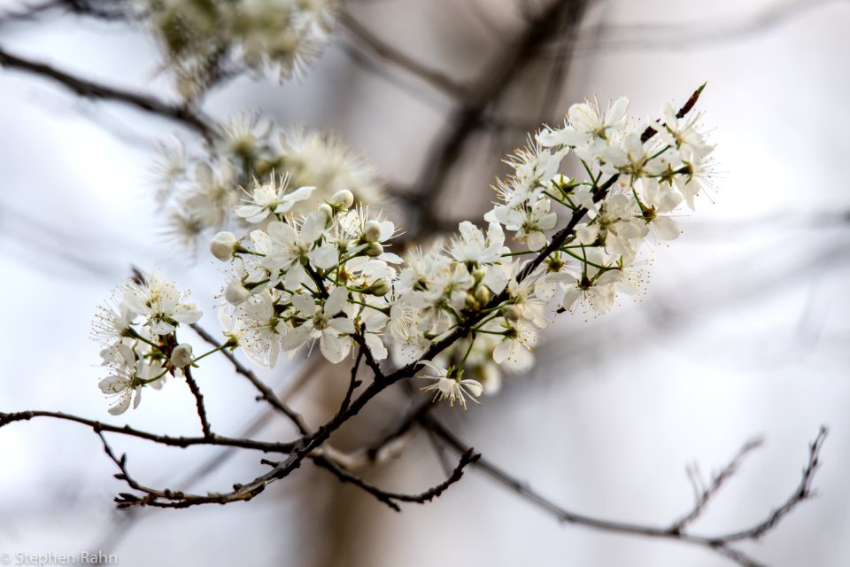 In Bloom