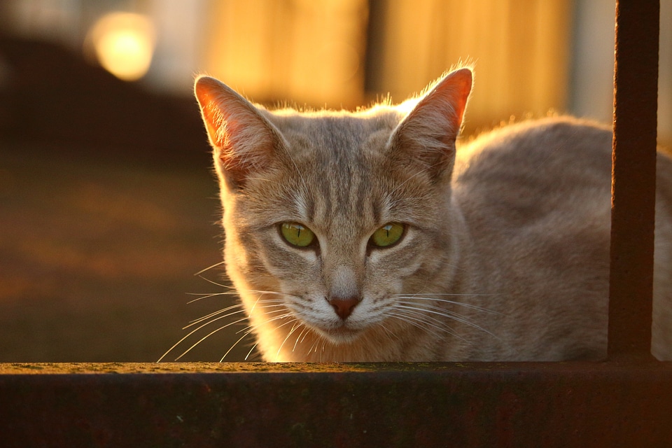 Evening light sun cat face