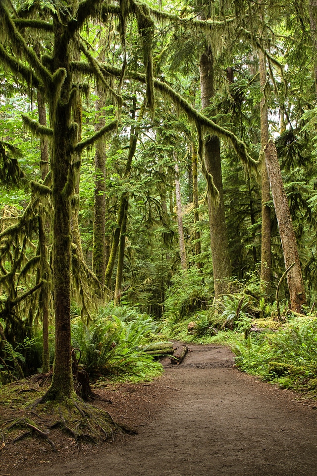 Jungle woods nature