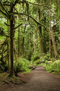 Jungle woods nature