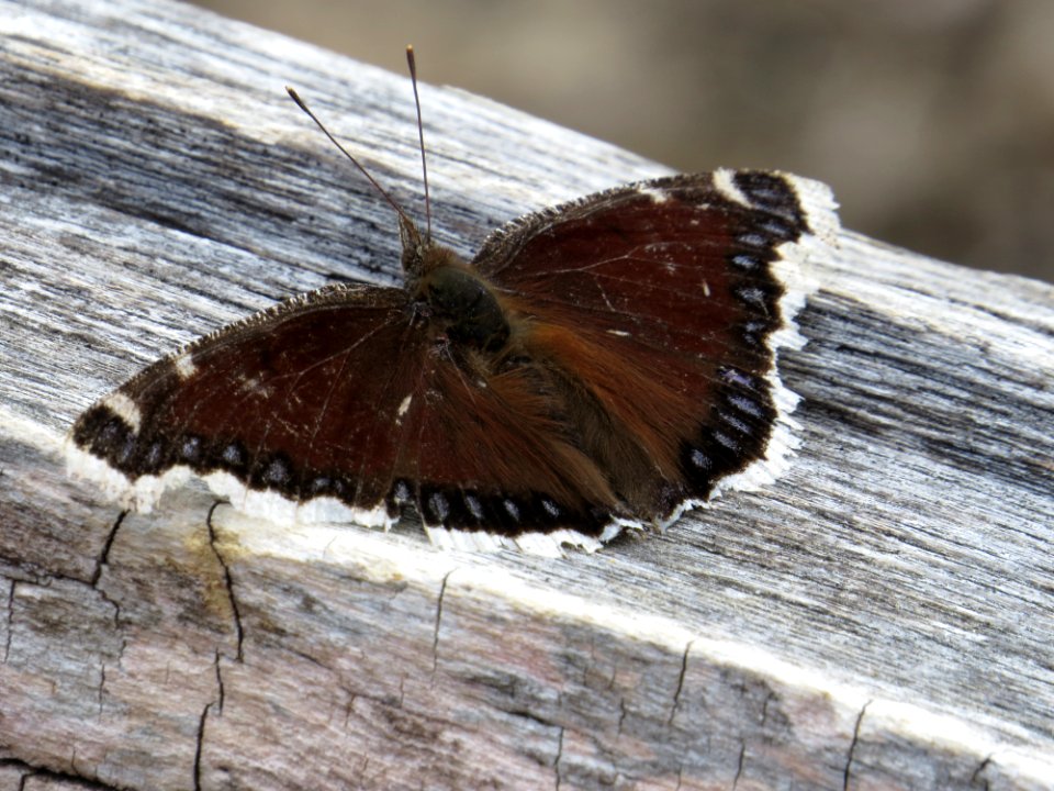 Mourning Cloak Butterfly