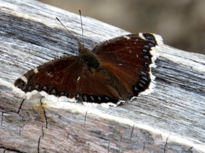 Mourning Cloak Butterfly