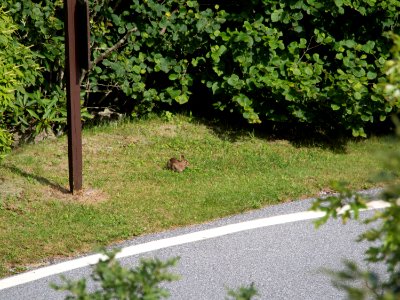 Brasstown Bald