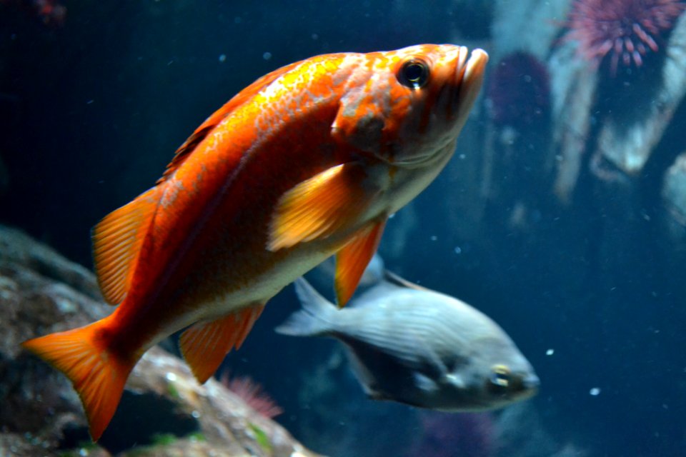 animal: sealife