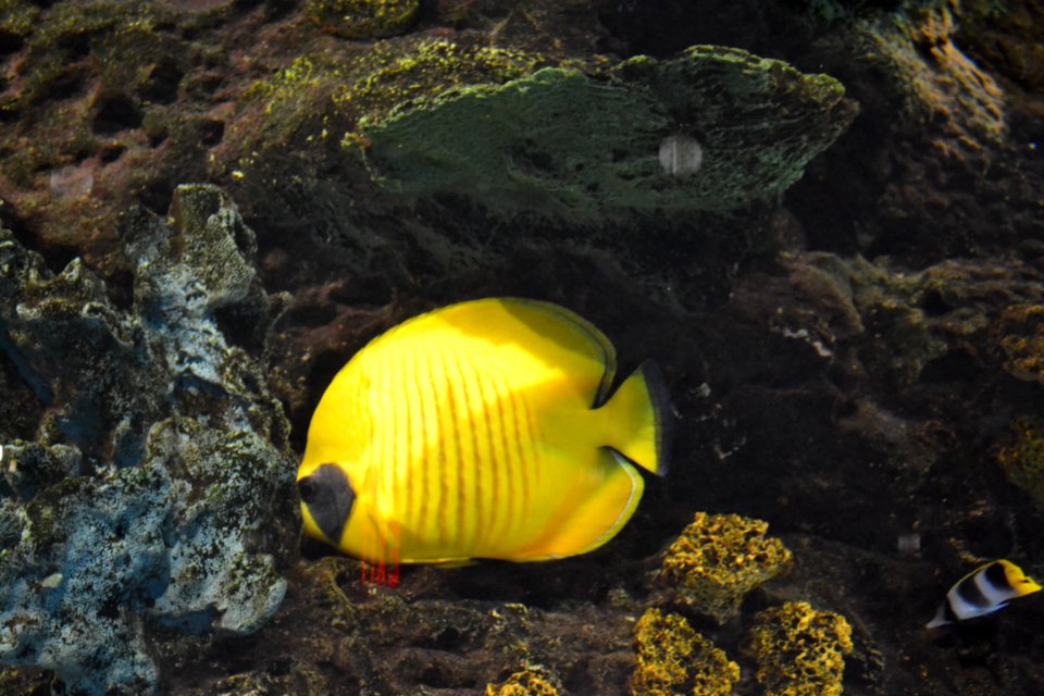 animal: sealife