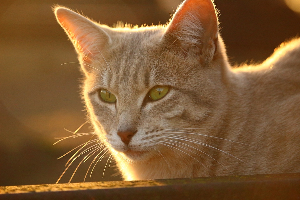Evening light sun cat face
