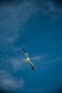 Bird seagull sky photo