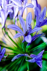 Blue garden plants photo