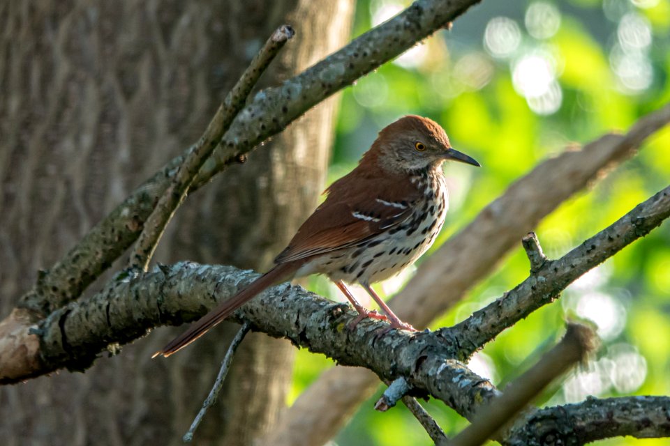 Day 113 - Brown Thrasher - The State Bird of Georgia.