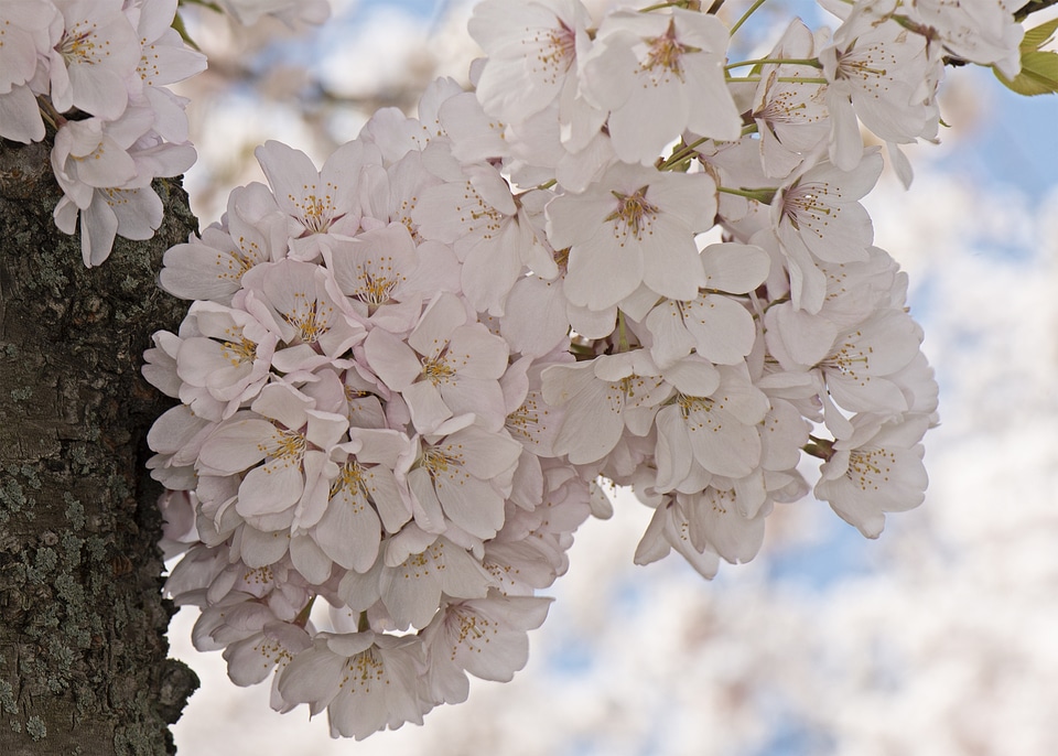 Blooming spring flowers