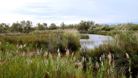 Parc Ornithologique du Pont De Gau