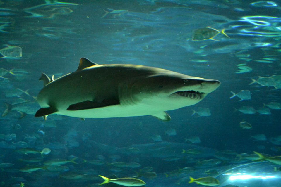 animal: sealife