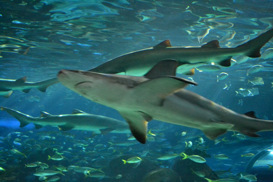 animal: sealife