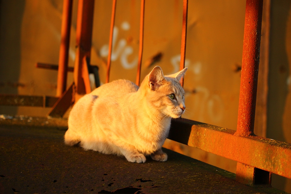 Evening light sun cat face