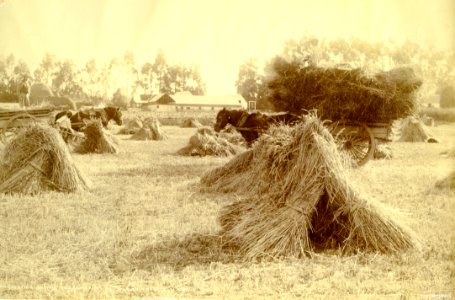 Harvesting on the Taieri - Mr Kirkland's Elm Grove Farm c1880s