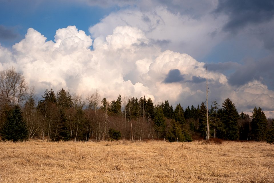 Deer Lake Wetlands 2