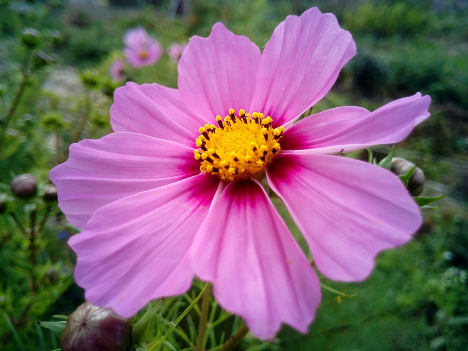 Flower rosa garden