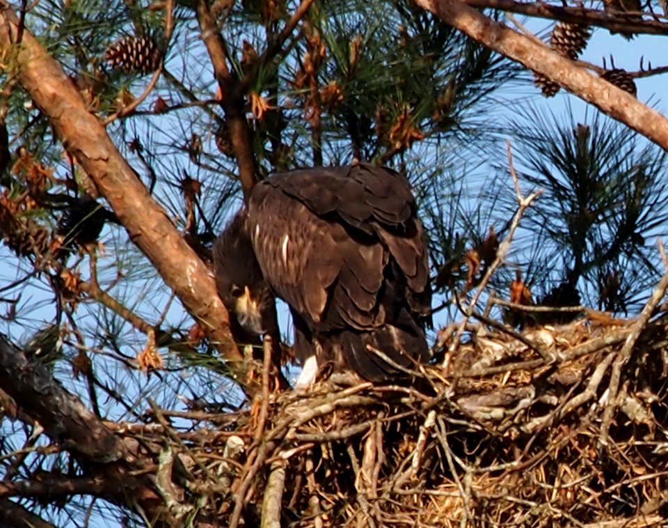 Young Eagle at Berry College