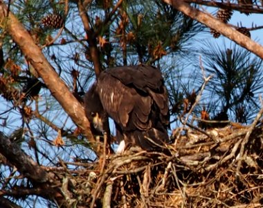 Young Eagle at Berry College