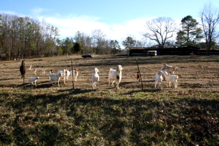 adairsville 022