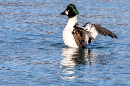 Goldeneye photo