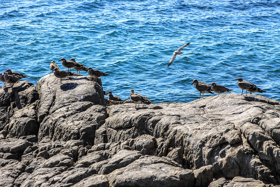 Birds rock chile