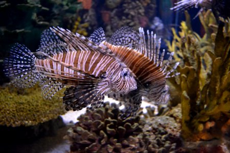 animal: sealife