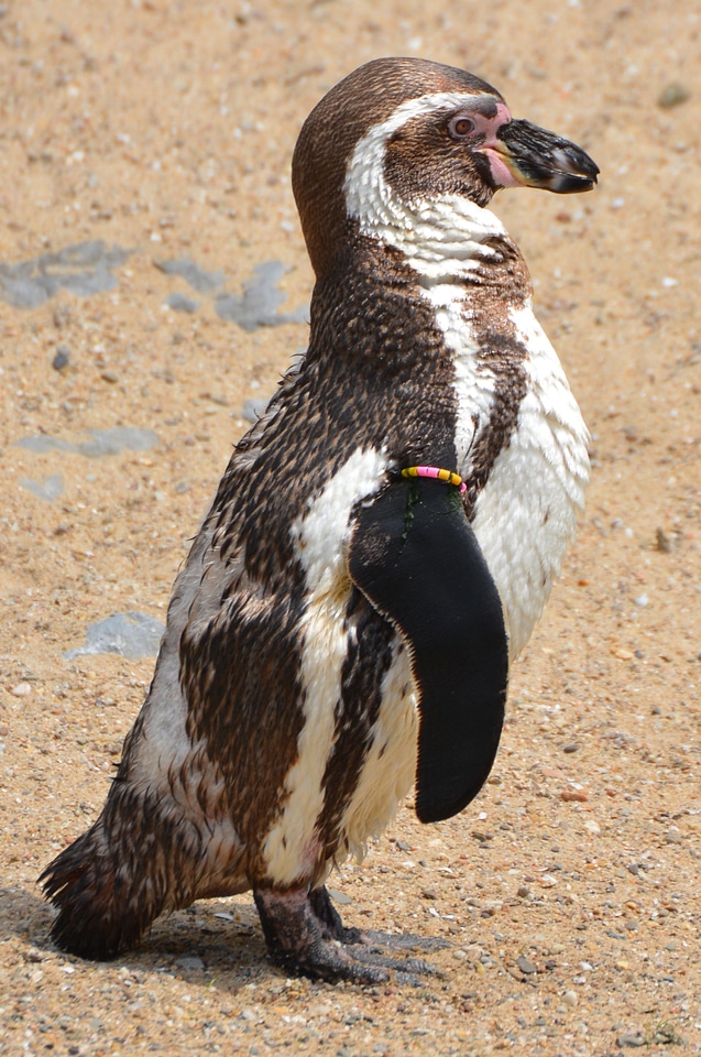 Animal humboldt penguin seabird