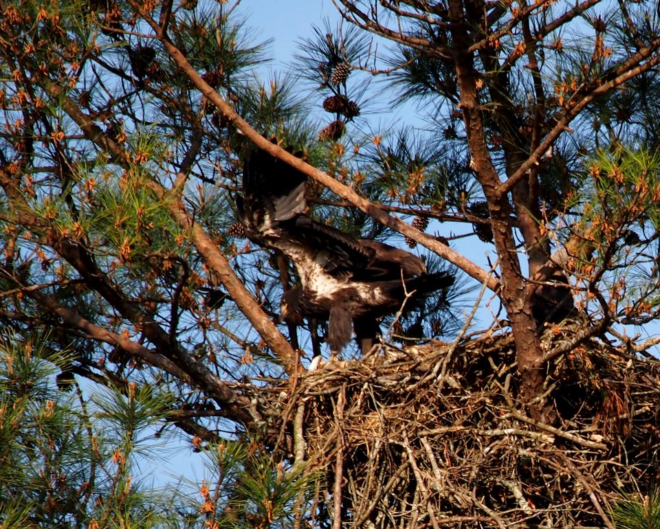Young Eagle at Berry College