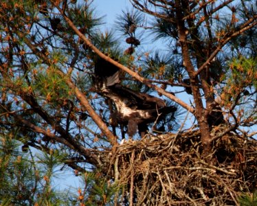Young Eagle at Berry College