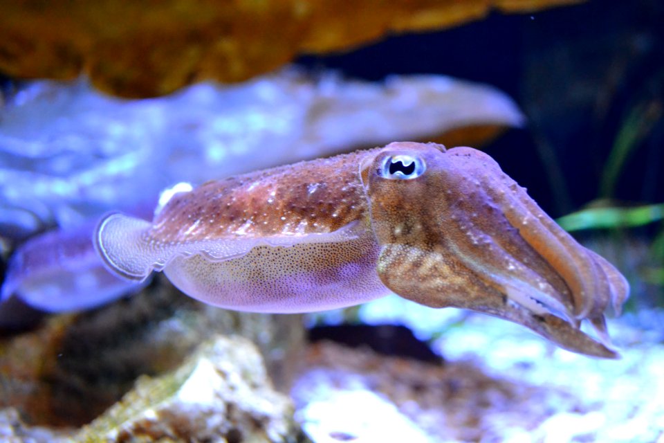 animal: sealife