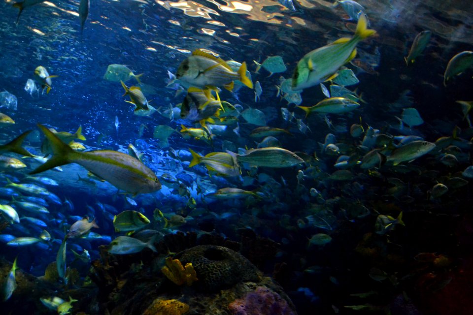 animal: sealife