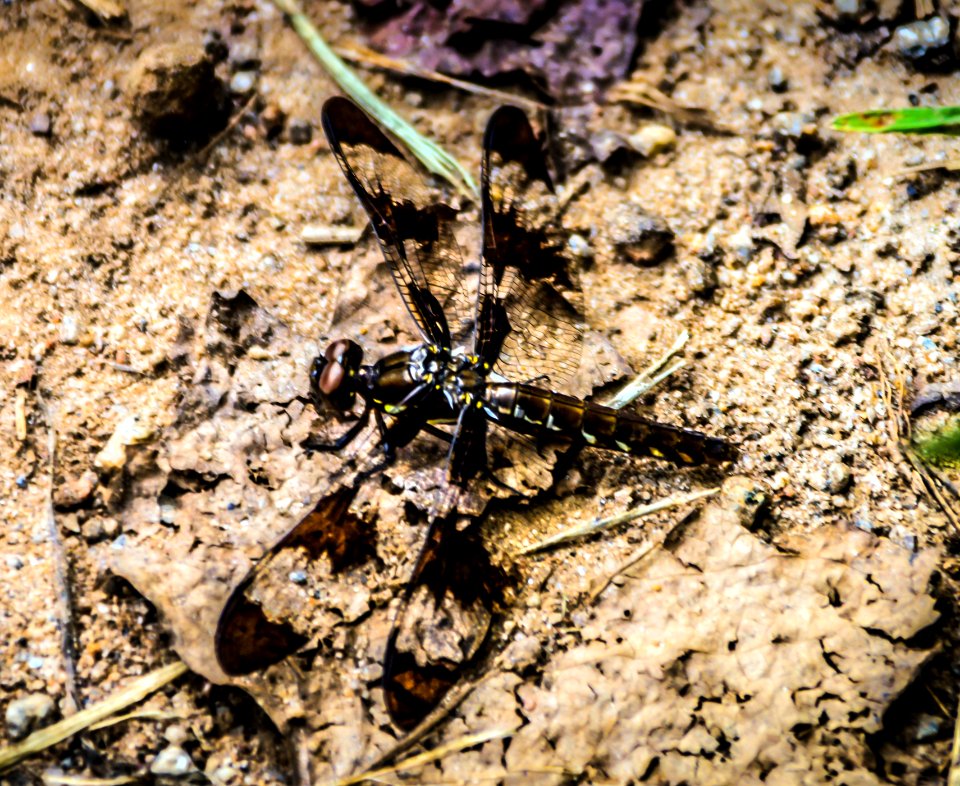 Day 239 - Prince Baskettail Dragonfly