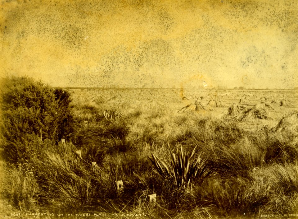 Mr Grant's Farm, Taieri Plain