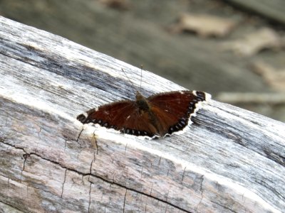 Mourning Cloak Butterfly