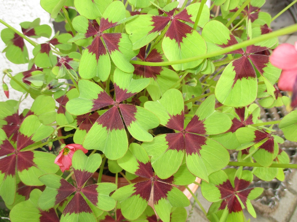 Sylvester grassland plants shamrocks