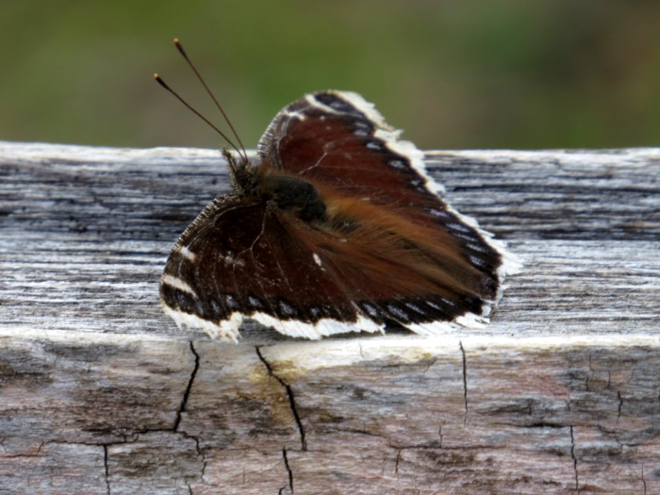 Mourning Cloak Butterfly