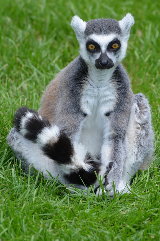 Mammal monkey maki
