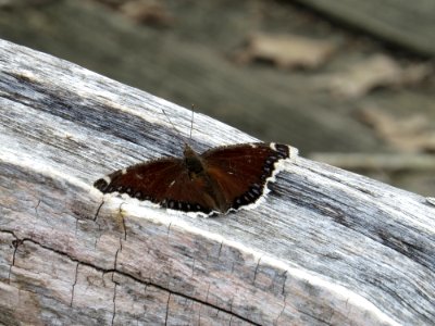 Mourning Cloak Butterfly