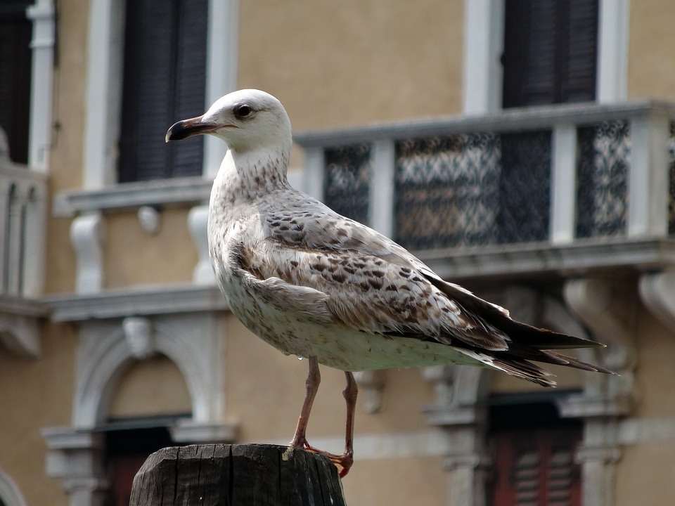 Seevogel animal pile