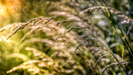 Grass, Bokeh And A Litle Beam Of Sunlight photo