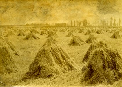 Mr Blackie's Farm, Taieri Plains