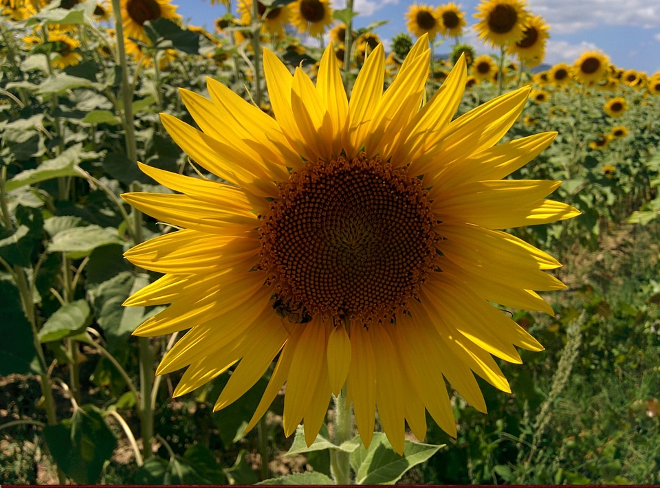 Bee castelnuovo prato