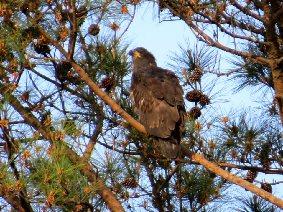 Young Eagle at Berry College