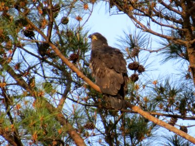Young Eagle at Berry College